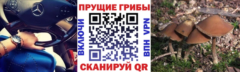 Псилоцибиновые грибы Cubensis  Купить закладки  Алексеевка 
