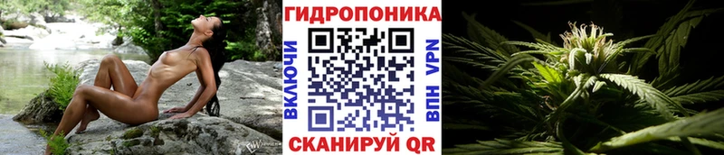 Каннабис OG Kush  Купить  Алексеевка 